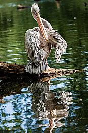 消息人士暗示《凯瑟琳：Full Body》PC版或即将到来